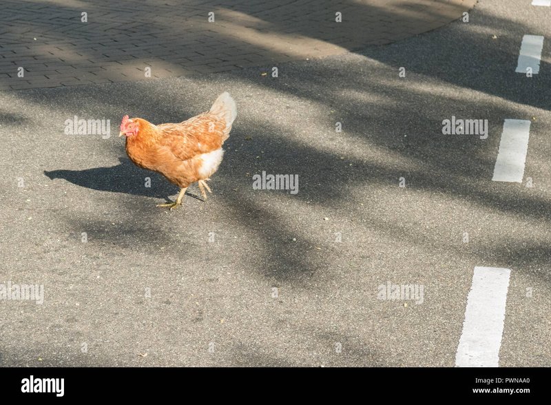 Jugar chicken road in Spain