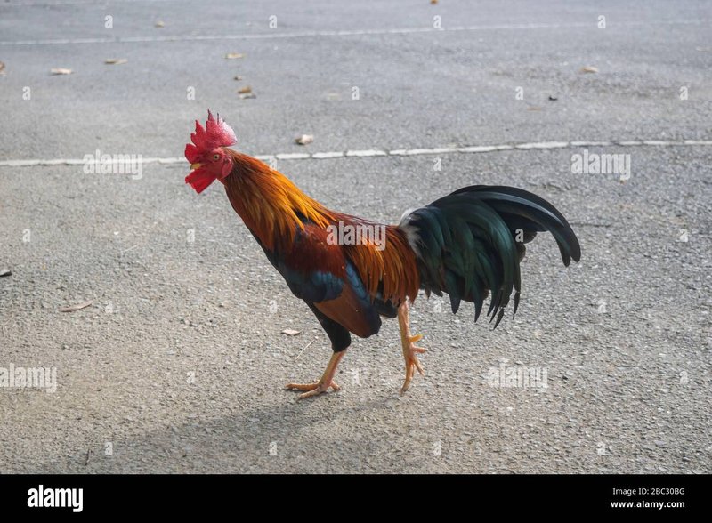 Descubre el Fuego de la Ruta de Pollo en los Casinos de España, chicken road casino